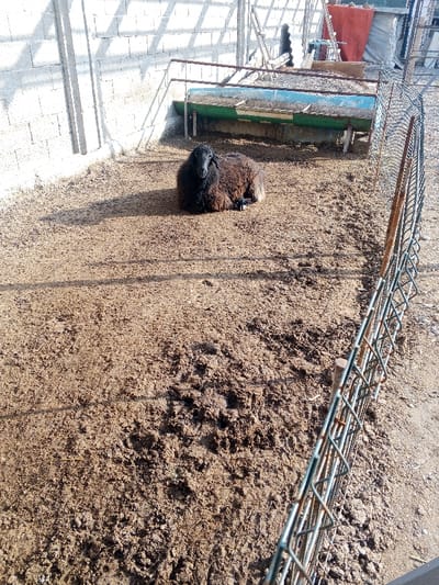 A black-faced sheep rests in a muddy enclosure. A feeder sits against a concrete wall, casting a shadow. A chain-link fence borders the area, displaying signs of rust. The ground is uneven and heavily tracked. The scene suggests a rural setting.