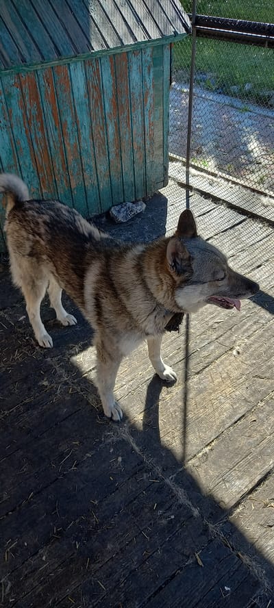 A medium-sized dog with a light brown and grey coat stands on a wooden platform. The dog is facing to the right, with its mouth open and tongue slightly visible. It is wearing a dark collar. Behind the dog, a weathered wooden structure with peeling blue and orange paint is visible. The platform is made of wooden planks and is partially covered in straw and dust. Sunlight casts shadows on the platform. In the background, a wire fence and green foliage can be seen. The scene appears to be outdoors, possibly in a yard or enclosure, in the city of Andzhero-Sudzhensk, Russia.