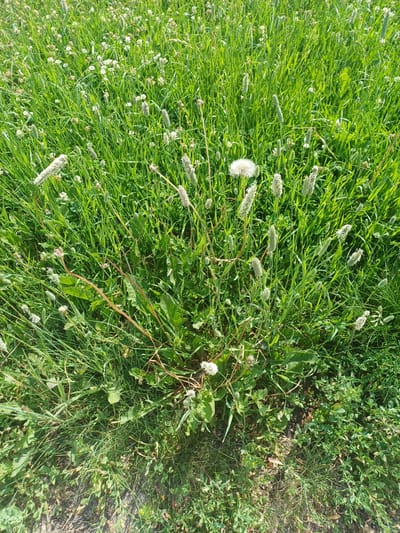 A close-up, overhead shot captures a patch of dense, green grass interspersed with white clover flowers and several mature dandelion seed heads. The foreground shows the edge of a paved surface, possibly a path or road, with loose soil and grass encroaching on its edge. The lighting suggests a bright, sunny day, casting subtle shadows within the vegetation. No people are present in the image. The location in Elitnyi, Russia is inferred from the provided context.