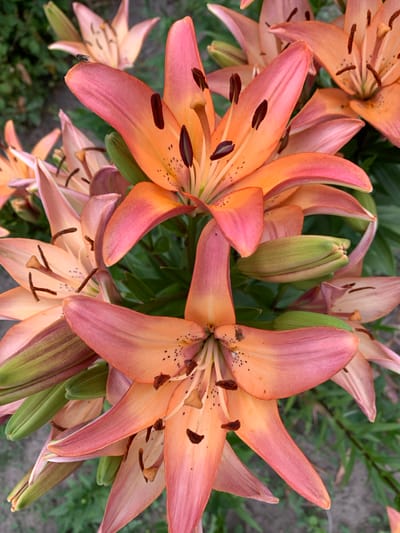 The image is a close-up, top-down view of several blooming lily flowers in an outdoor setting, likely a garden. The flowers are a vibrant coral and pink hue, with some displaying streaks of a deeper rose color towards their tips. The petals are long and slender, curving outwards to reveal dark brown stamens tipped with pollen. Several lily buds, still closed and a vibrant green, are nestled amongst the open blossoms. The background consists of lush green foliage and a muted, grayish-brown ground surface, suggesting a natural environment. The lighting appears to be natural daylight, casting soft shadows and highlighting the delicate textures of the petals. There are no people or visible text in the image. A small fly is perched on one of the lower petals in the bottom left of the frame, a minor detail that adds to the realism of the natural scene. The overall impression is one of natural beauty and the vibrant bloom of summer flowers.