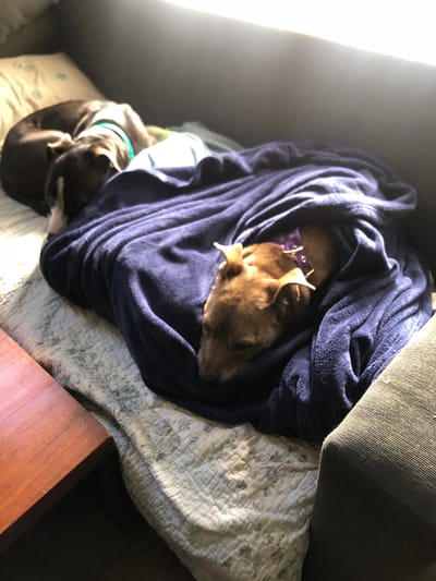 A brown and white dog is resting on a patterned white and blue quilt. Part of the dog is covered with a large, folded, dark blue blanket. The dog has a purple collar and a green collar. The corner of a dark brown wooden nightstand is visible on the bottom right. Part of a dark grey sofa is visible on the top right. A bright light source is on the left. The location of Beccar, Argentina, is not verifiable from the image.
