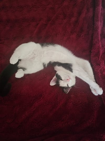 An overhead photograph captures a black and white cat stretching luxuriously on a vibrant dark red, fuzzy blanket. The feline is positioned diagonally, lying on its back with its front paws extended upwards and its back paws gently curled. Its eyes are partially closed, conveying a sense of profound relaxation or sleep, and its small pink nose is visible. The cat's fur is predominantly white, accented by distinct black patches on its head, around its ears and one eye, and a larger irregular patch across its body. Its black tail extends towards the bottom left of the frame. The blanket, made of a soft, plush material, displays a subtly textured pattern that adds to the coziness of the scene. The image focuses entirely on the cat and its immediate surroundings, highlighting its comfortable posture. There is no visible text, and no specific time of day or geographical cues are present within the frame.