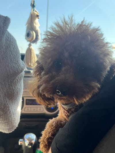 A small, fluffy, brown-reddish dog, possibly a poodle, is pictured inside a vehicle in Nes Ziona, Israel. The dog is the central subject, positioned in the foreground and facing forward. It possesses dark eyes, a dark nose, and curly fur that appears slightly disheveled atop its head. A small, C-shaped metallic object is affixed to its snout, above its nose. The dog is partially embraced or supported by a person, whose dark-sleeved arm is visible on the dog's right side.
The background reveals elements of a car interior and exterior environment. To the left, a white, textured fabric or towel hangs vertically. Behind the dog, parts of a dashboard are visible, including a control panel with buttons and a blue illuminated display. A rearview mirror ornament, appearing to be a light-colored, crocheted or woven evil eye design with tassels, hangs from above. In the lower left, a reflective chrome object, possibly a gear shifter, is present. Through the vehicle's windshield, a bright blue sky and indistinct outdoor structures are visible, indicating a sunny, daytime scene. The lighting is bright, with strong light originating from the front, causing some highlights and reflections, particularly on the metallic object on the dog's snout and in its eyes.