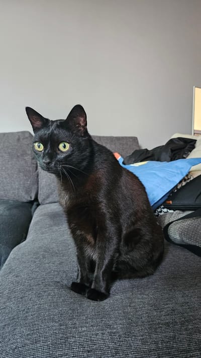 A black cat with green eyes is lying on a gray upholstered sofa. Behind the cat is a cluttered surface with clothing and a blue bag. The background includes a gray wall. The scene appears to be indoors. The location information is not discernible from the image.