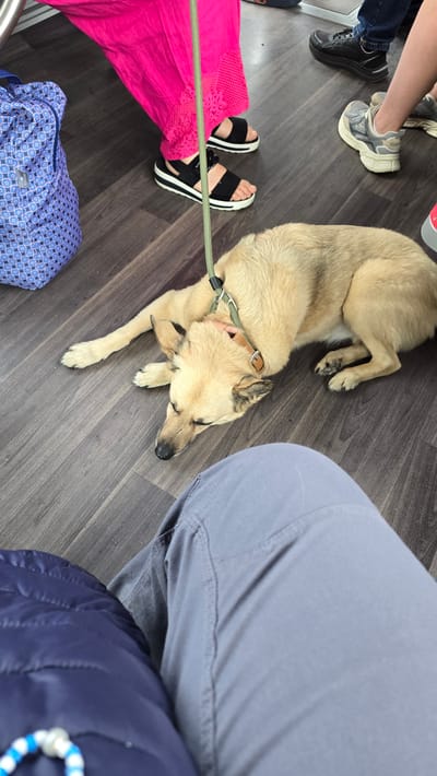 The image shows a tan dog lying on a dark wooden floor. The dog is wearing a tan collar with a green leash attached. The leash is being held by an unseen person. In the background, several people's legs and feet are visible, wearing various footwear including black sandals with white soles, black sneakers, and gray athletic shoes. A blue patterned bag is also present on the floor. The overall scene suggests a public space, possibly a waiting area or a mode of transportation. The image does not provide specific details about the city of Oberasbach, Germany.