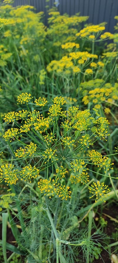 In a garden within Лёзненскі сельскі Савет, Belarus, the foreground is dominated by a cluster of dill flowers in bloom. These flowers are characterized by their delicate, umbellated yellow florets. The dill plants have feathery, green foliage that extends into the background, creating a soft, natural setting. In the middle ground and background, more dill plants are visible, also in bloom, with their yellow flower heads creating a sea of color against the greenery. A dark, corrugated fence runs horizontally across the top of the image, providing a stark, man-made contrast to the organic elements of the garden. The overall scene depicts a vibrant and lush garden in bloom, likely during the summer months.