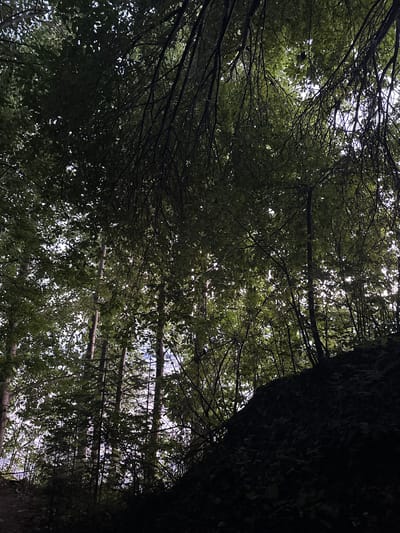 The image depicts a dense forest canopy with sunlight filtering through the leaves, creating a dappled effect. Tall, slender trees with dark bark are visible in the background, interspersed with lighter foliage. The foreground is dominated by a dark, overgrown hillside covered in vegetation. The scene appears to be a natural landscape, possibly a forest trail or a park area within the city of Gory, Russia. No people or specific structures are discernible. The overall impression is one of lush, verdant growth.