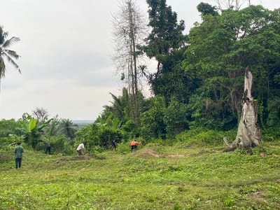 The image depicts a group of five people working in a grassy clearing near Unwana, Nigeria. The sky is overcast. To the left, a tall palm tree rises. The central and right areas are dominated by a dense thicket of various trees and plants, including one tall, bare tree and a large dead tree trunk. The individuals appear to be engaged in manual labor, possibly clearing or cultivating the land. They are scattered across the clearing, some bent over working, others standing. Their clothing is varied, with one person wearing a green shirt and another an orange one. The vegetation in the foreground is mostly low-lying ground cover.