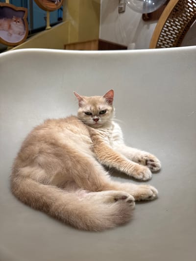 A light orange and cream-colored short-haired cat lies on its left side on a smooth, curved light grey surface, possibly a large chair or bench, in an indoor setting within Hòa Cường Ward, Vietnam. The cat's head is turned towards the viewer, displaying a distinctively stern or grumpy expression with narrowed eyes and a slightly furrowed brow. Its front paws are extended forward, while its hind legs are positioned underneath its body. The background, softly blurred, reveals elements consistent with a cafe or home environment: a framed picture of another orange cat with a distinctive frame on the upper left, light-colored walls, a wooden structure, and a spherical transparent object, possibly a light fixture, on the upper right.