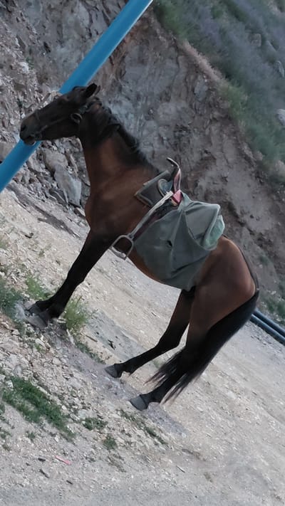 The image shows a brown horse with a saddle and saddlebag. The horse is standing on a gravelly path in a mountainous area. The background consists of rocky terrain with sparse vegetation. A blue pole runs diagonally across the lower left of the image, and a black pipe or railing is visible in the upper right. The horse is facing left, with its head lowered slightly. The saddlebag is a light green color and appears to be full. The overall scene suggests a rural or remote setting, possibly during a journey or rest stop. The lighting indicates it is likely late afternoon or early evening. There is no visible text in the image.