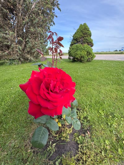 A vibrant red rose, in full bloom, is the primary subject of this outdoor photograph, positioned in the foreground. The rose is large and its petals are intricately layered, showcasing a rich, deep red hue. It appears to be growing in a small garden bed or planter, with dark soil visible around its base. Green leaves and stems are attached to the rose, some showing a reddish tint, suggesting new growth.

The background is a lush green lawn, dotted with small white flowers and patches of darker earth. To the left of the rose, a tall, mature tree with rough, textured bark and dense foliage stands prominently. Further in the background, to the right, is a neatly trimmed, conical-shaped evergreen tree. Beyond the trees, a paved road is visible, with a green field stretching out behind it. A blue and white bus stop sign is discernible on the right side of the road. The sky above is a clear, bright blue with a few wispy white clouds. The overall impression is one of a serene, possibly rural or suburban, setting in Kampiškiai, Lithuania. There are no people or animals present in the image. The lighting suggests it is daytime, likely late morning or early afternoon, with the sun casting soft light on the scene.