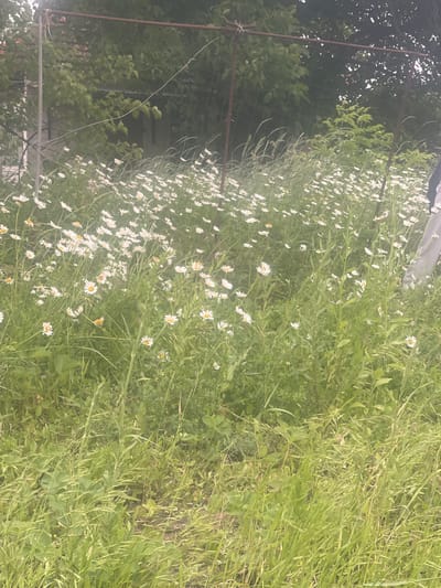 The image depicts a field of white daisies with yellow centers, interspersed with tall green grass and other vegetation. In the background, a rusty metal fence is visible, with trees and a building behind it. A person's legs, clad in grey trousers, are partially visible on the right side of the frame. The scene appears to be outdoors in a rural or semi-rural setting, possibly in Novyi Tahamlyk, Ukraine, given the provided context. The overall impression is one of natural overgrowth and a somewhat neglected environment.
