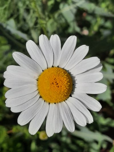 A close-up, eye-level, vertical shot captures a single white daisy with a bright yellow center, its petals radiating outward. The flower dominates the frame, its delicate white petals slightly curved and showcasing subtle texture. The central disc is a vibrant yellow, composed of numerous tiny florets. The background consists of blurred green foliage, suggesting an outdoor environment likely a garden or park. There are no people or any indications of human activity visible in the image. The scene depicts a natural, botanical subject in focus.