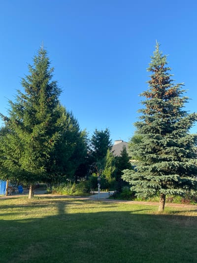The image shows a residential backyard with two large evergreen trees prominently featured. The tree on the left is a dark green spruce, and the tree on the right is a lighter, blue-green spruce. Both trees have cones. In the background, there is a house with a dark roof, surrounded by various other trees and bushes. A brick pathway is visible, and a lamppost stands near the pathway on the right side of the frame. The foreground is a well-maintained green lawn, with shadows cast by the trees. The sky is clear and blue. There are no people visible in the image. The setting appears to be a sunny day in a suburban or semi-rural area. The provided context places this scene in the city of Volzhsk, Russia.