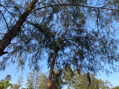 The image shows a view looking up through the branches and foliage of trees against a light blue sky. The trees are of varying heights and densities, with some displaying needle-like leaves. The location, Tawpo, Nigeria, cannot be verified from the visual information provided. No people, actions, or interactions are visible in the image.