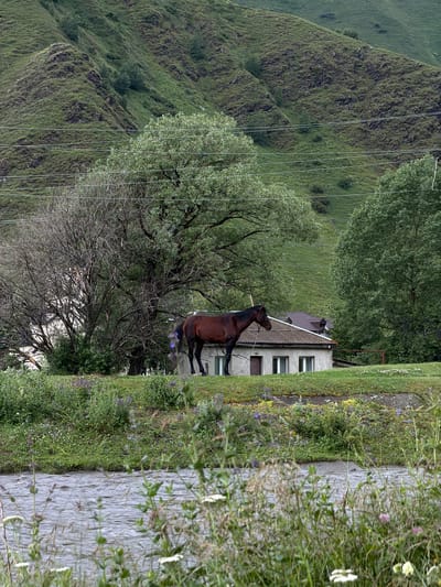 A brown horse is tethered by a rope to a small, light-colored building with a dark roof. The building has multiple windows and appears to be in a rural setting, possibly the village of Sno, Georgia. The horse is standing on a grassy area in front of the building. Behind the building, a large tree with bare branches stands next to a leafy green tree. In the background, a steep, green, grassy hill rises, crisscrossed by power lines. In the foreground, a flowing body of water, likely a river, is visible, with tall green grass and wildflowers growing along its banks. The overall scene depicts a peaceful, rural landscape.