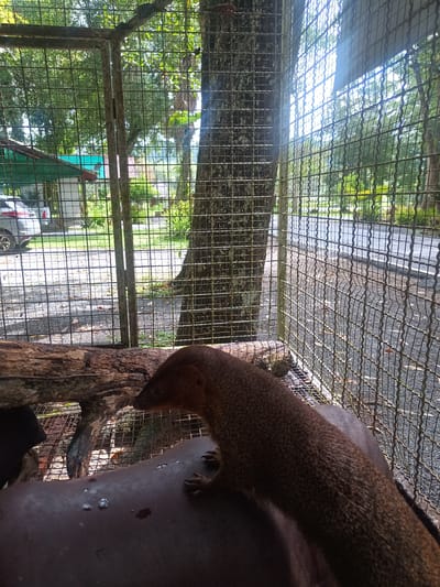 The image shows a mongoose inside a wire cage. The mongoose has brown fur and is positioned on a dark, rounded surface within the cage. Outside the cage, visible through the wire mesh, are trees, grass, and a building with a green roof. A silver car is parked in front of the building. A road runs adjacent to the cage. The location is Tambon Takdat, Thailand.