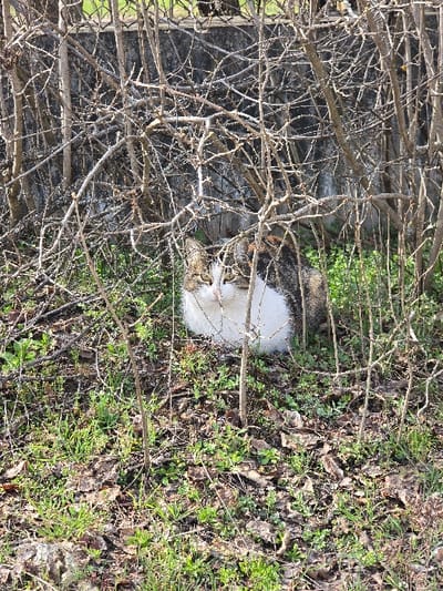 This image depicts a domestic cat situated in an outdoor environment in Vlado Trichkov, Bulgaria. The cat, exhibiting a calico pattern with a prominent white chest and belly, brown/black tabby markings on its back and head, and green-yellow eyes, is observed resting on the ground. Its body is partially obscured by a dense cluster of leafless, slender tree branches or shrubs that fill the foreground and midground. The ground beneath the cat and branches consists of sparse green grass intermixed with dry, fallen leaves and exposed earth. In the background, beyond the shrubbery, a textured concrete wall is visible, topped by a metal chain-link fence. The scene is illuminated by natural daylight, casting subtle shadows and highlighting textures.