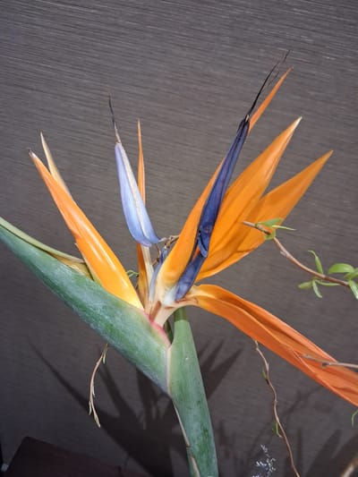 A close-up shot features a Bird of Paradise flower, its vibrant orange petals and deep blue sepals contrasting against a textured, dark background that appears to be a wooden surface. The flower is presented in a still life arrangement, possibly as part of a floral display. A thin, twig-like branch with small green leaves extends from the upper right, reaching towards the flower. The lighting creates soft shadows, suggesting an indoor setting with diffused light, possibly from a window. No text is visible in the image. The overall mood is one of natural beauty and artistic arrangement, emphasizing the striking form and colors of the flower. The location is specified as Ottawa, Canada, but no visual cues within the image itself confirm this.