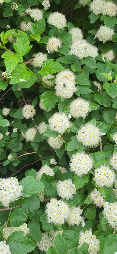 The image depicts a close-up view of a bush with clusters of small white flowers and green leaves. The flowers are spherical in shape, with many delicate white petals and yellow centers. Some of the flowers are in full bloom, while others are still budding. The leaves are serrated and a vibrant green. A single dark insect, possibly a fly, is visible on one of the flower clusters. The background is a blur of green, suggesting more foliage. There are no people or man-made structures visible in the image. The location is described as Slavyanka, Russia.
