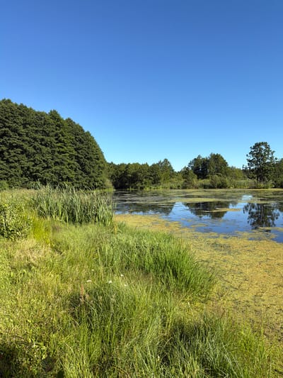 The image depicts a natural wetland scene under a clear blue sky in the vicinity of Кліноцкі сельскі Савет, Belarus. The foreground is dominated by lush green grass and reeds, with some of the grass appearing dry and sun-bleached. A calm body of water, partially covered with bright green algae, occupies the midground. Reflections of trees and the sky are visible on the water's surface. The background features a dense line of tall green trees, creating a natural barrier. The overall impression is one of a serene and untouched natural environment. There are no people or animals visible in the image.