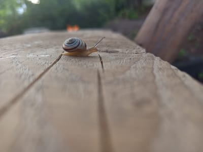 A snail with a striped shell is crawling across a wooden surface. The snail is in focus, with its body extended and antennae raised. The wooden surface appears to be part of a table or bench, with visible wood grain and cracks. In the background, there is a blurred out-of-focus area with greenery and a hint of orange light, suggesting an outdoor environment. The image was taken in Vilshany, Ukraine.