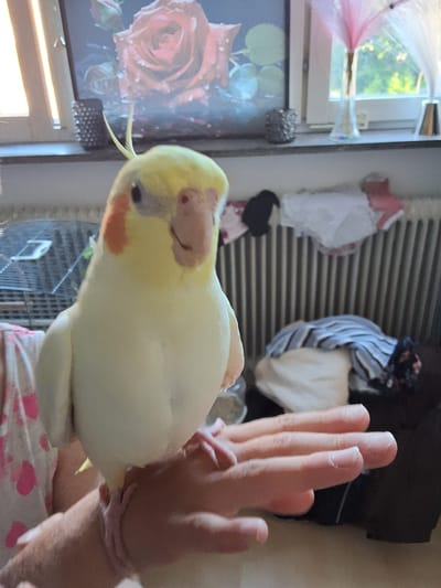 A cockatiel with yellow plumage and orange cheek patches is perched on a human hand. The bird's feet are gripping the fingers, and its beak is slightly open. The hand, belonging to a person wearing a pink and white patterned garment, is positioned in the foreground. In the background, a radiator is visible, draped with various clothing items, including striped and white fabrics. Behind the radiator, a window shows greenery outside, and a windowsill holds decorative vases and what appears to be a framed picture of roses. The overall setting suggests an indoor environment.
