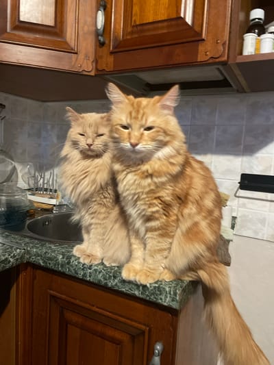 Two orange tabby cats are sitting on a kitchen counter in what appears to be a residential kitchen. The cat on the left is lighter in color and has longer fur, while the cat on the right is a darker orange and has shorter fur. Both cats have their eyes partially closed and are looking towards the viewer. The kitchen counter is made of green granite, and there is a sink to the left of the cats. Above the counter are wooden cabinets. The background consists of tiled walls and shelves with various items on them, including bottles and what appear to be cleaning supplies. The lighting suggests it is daytime, with natural light coming from the right side of the image.