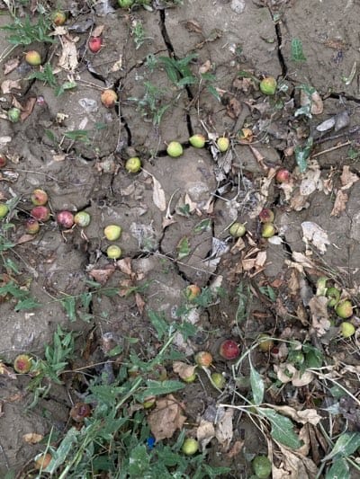 The image presents a ground-level view of numerous fallen fruits scattered across dry, cracked earth, interspersed with sparse vegetation. The scene depicts a natural setting, likely an orchard or area around fruit trees, in Qila Saifullah, Pakistan.

The primary subjects are many small, round fruits, appearing to be apples or crabapples. They vary in color, with some exhibiting a bright reddish hue, others a greenish-yellow, and many showing signs of bruising, discoloration, or decay, suggesting they have been on the ground for some time. There are dozens of these fruits visible across the frame, lying individually or in small clusters.

The ground itself is a prominent feature, characterized by deep, irregular cracks in the dried soil, indicative of prolonged dryness or drought conditions. This cracked earth covers most of the visible surface. Amidst the dry ground and fallen fruits, patches of green weeds or small plants are growing, along with scattered dry leaves and twigs.

No human activity or specific event other than the natural falling and decomposition of fruits is explicitly shown. The scene reflects the outcome of either a bountiful harvest that was uncollected, a natural fruit drop due to ripening, wind, or the challenging environmental conditions suggested by the parched ground. The overall impression is one of natural processes occurring in a dry environment. There is no visible text in the image.