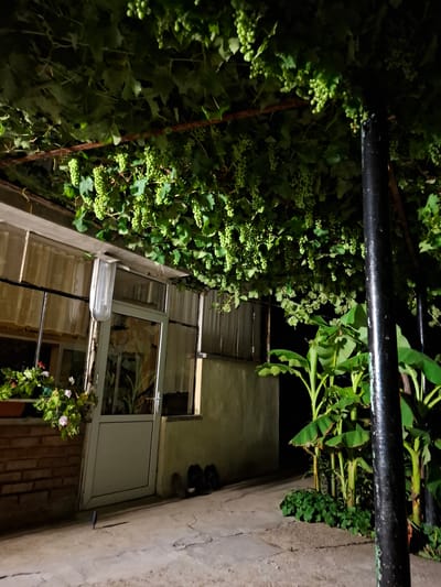 In the city of Tenevo, Bulgaria, at night, a scene unfolds under a dense canopy of green grapes heavy with unripe fruit, supported by a rustic wooden structure. A modern glass and metal door, likely leading into a residence, stands partially ajar, revealing a glimpse of interior light. To the left of the door, a window is covered by sheer curtains, and on the windowsill, potted plants with pink and white flowers add a touch of color. Below the window, a brick wall forms the base of the structure. A long, fluorescent light fixture hangs above the door, illuminating the immediate area. To the right, a thick black metal pole supports the grape canopy. In the background, lush green banana plants with broad leaves add a tropical feel to the otherwise Mediterranean setting. The ground is a paved surface, showing some cracks and wear, suggesting an outdoor patio or walkway. A pair of dark shoes rests on the ground near the door, and a single, thin dark object, possibly a twig or a small tool, lies on the pavement in the foreground, casting a shadow. The overall impression is one of a residential backyard at night, with a focus on the abundant grape vines and the contrast between natural elements and man-made structures.