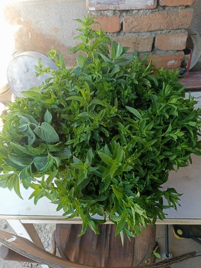 A close-up, overhead shot features a large bunch of fresh green herbs, predominantly mint, overflowing from a container. The herbs are a vibrant green, with some leaves appearing slightly lighter and some with serrated edges. Mixed within the mint are some broader, textured leaves that appear to be sage. The herbs are tightly packed and spill out, creating a lush, abundant display.

The bunch of herbs rests on a white surface, likely a table, which shows some scuff marks and light reflections. Beneath the table, a section of weathered, dark wood is visible, possibly part of a chair or rustic furniture. In the background, a rustic brick wall, with visible mortar lines and some faded white paint, adds a textured backdrop. To the left of the herbs, a portion of a shiny, metallic object, possibly a pot or bowl, is partially visible, catching the light. The lighting suggests it is daytime, with sunlight creating bright highlights on the metallic object and casting subtle shadows. The overall scene evokes a sense of freshness and abundance, suggesting the herbs have recently been harvested. There is no visible text in the image.