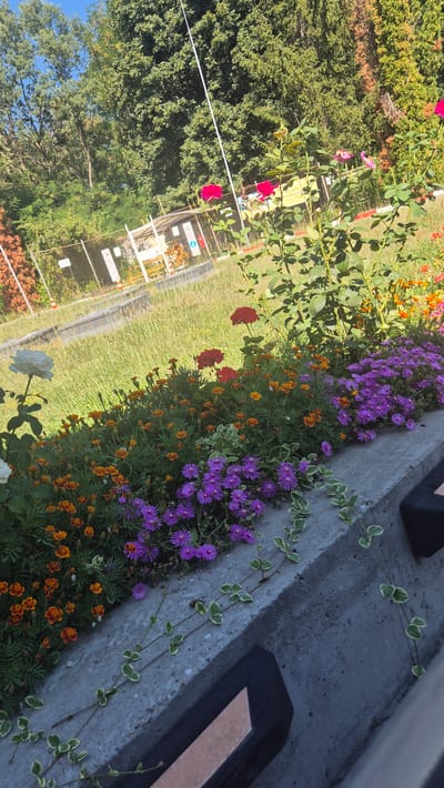 This image depicts a sunlit outdoor scene with a variety of flowers in the foreground, set against a backdrop of trees and a fenced-off area with some structures. The flowers include vibrant red roses on a bush, white roses, orange marigolds, and clusters of small purple daisy-like flowers. Green foliage and vines are also visible, with one vine trailing along a concrete ledge. In the background, there is a grassy area, a chain-link fence, and some industrial-looking structures, possibly part of a construction site or facility. The sky is clear and blue. The perspective is from a low angle, looking up at the flowers and the background elements. The location is identified as Momin Sbor, Bulgaria. There are no people or animals visible in the image.