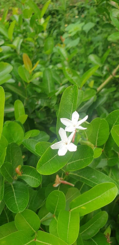 In the city of Chor Sahapur, Bangladesh, a close-up shot captures a vibrant green leafy environment with two delicate white flowers in the foreground. The flowers, with their five petals each, are positioned slightly off-center, with one flower above and to the right of the other. Their stems are thin and reddish-pink, providing a subtle contrast to the white petals. The leaves surrounding the flowers are a rich green, with visible veins, and are densely packed, creating a lush backdrop. The lighting suggests it is daytime, with soft illumination highlighting the textures of the leaves and petals. The background is a blur of green, indicating more foliage and a natural outdoor setting. No people or animals are present in the scene.