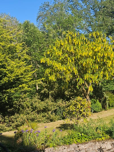 The image captures a verdant garden scene in Caerwys, United Kingdom. A tree with abundant yellow blossoms dominates the frame, its branches extending into the scene. Adjacent to this tree is a variety of other foliage, including green trees and bushes. A narrow grass path cuts through the landscape, leading to a stone wall on the right. Purple iris flowers grow along the path near the wall. The sky is visible in the upper left corner of the image, appearing clear and blue. The overall impression is a lush, well-maintained garden during daylight hours. There are no people visible in the image.