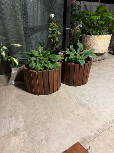 The image shows two wooden planters with green plants in them, situated on a concrete surface. The planters are made of vertical wooden slats and are dark brown in color. The plants appear to be hostas. In the background, there is a dark green mesh screen, a large pot with a light-colored textured surface containing a larger plant, and some other vegetation. The lighting suggests it is either early morning or late evening. The scene appears to be outdoors.