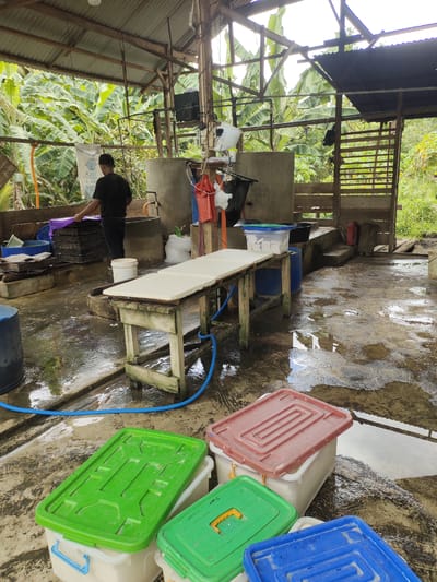 The media file captures an active processing area within a rustic, open-sided shed, likely situated in a tropical or subtropical environment, specifically Mesjidpirak, Indonesia. The shed features a corrugated metal roof supported by wooden beams, allowing abundant natural light to illuminate the scene. Lush banana trees and other dense foliage are visible immediately outside the structure, emphasizing the outdoor setting.
In the midground, a man wearing a black shirt and cap is actively engaged in work, standing behind a large concrete or stone vat. He appears to be handling or pressing materials within stacked, dark trays covered with a purple cloth. Near him, a white sack with partially obscured, mirrored text (possibly "AJO SOLA") hangs.
A central wooden table holds several white, rectangular slabs, neatly arranged. These slabs could be a processed product like rubber sheets or a food item like tofu. A blue hose extends across the wet concrete floor, suggesting the use of water for processing or cleaning. The floor itself is visibly wet and somewhat uneven, reflecting the overhead light.
Various containers and tools are scattered throughout the space. To the left, a blue barrel is partially visible. In the foreground, several colorful plastic storage containers with lids – green, red, and blue – rest on the wet ground. In the background, another large concrete tank or vat is visible, with a white bucket nearby. The overall impression is one of an active, functional, and somewhat unrefined processing operation, typical of agricultural or small-scale industrial activities in rural areas.