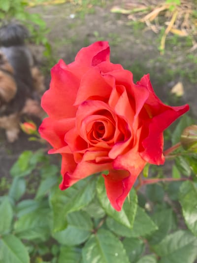 This is a close-up, eye-level, vertical shot of a vibrant orange-red rose in full bloom. The rose's petals are tightly furled in the center, gradually unfurling outwards to form a layered, textured blossom. The lighting suggests it is daytime, likely with bright, natural light illuminating the flower.

The background is softly blurred, indicating a shallow depth of field that keeps the focus squarely on the rose. In the upper left portion of the background, a blurred, dark shape, possibly a dog, is visible, hinting at a domestic or garden setting. Green foliage and soil are also discernible in the background, further reinforcing the outdoor garden environment. To the right of the rose, a closed rose bud is visible, also in focus, suggesting the presence of a rose bush.

The scene appears to be set in a garden in Kobryn, Belarus, given the location context. The overall mood is one of natural beauty and tranquility. There is no visible text in the image. The image captures a moment of natural splendor, highlighting the intricate details and rich color of the blooming rose.