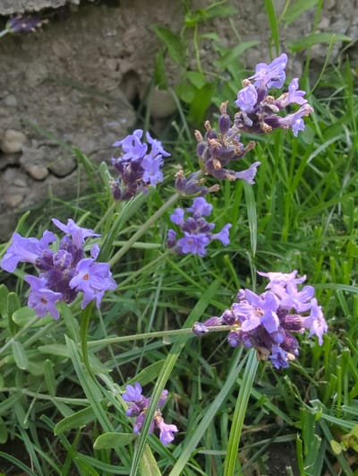 A close-up, eye-level, vertical shot shows several sprigs of lavender with their characteristic purple flowers and green leaves. The lavender is growing in the grass, and in the background, there is a rough, grey stone wall with pebbles. The scene is set in Oryahovo, Bulgaria. There are no people or animals visible in the image. The lighting appears to be natural daylight, possibly early morning or late afternoon given the soft light.