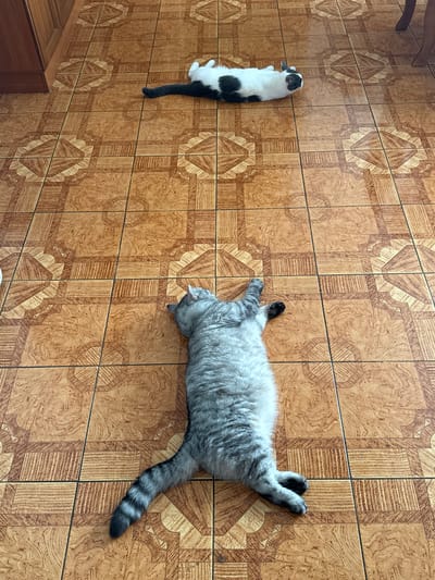 Two cats are lying on a tiled floor. One cat is black and white and is lying on its back with its paws in the air. The other cat is grey and white tabby and is stretched out on its side, also with its paws in the air. The floor is made of square tiles with a brown and tan pattern. The tiles have a repeating geometric design. There is a wooden cabinet or dresser in the lower left corner of the image. The scene appears to be indoors. The lighting suggests it is daytime.