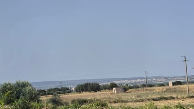 The image captures a wide, rural landscape with a clear, pale blue sky dominating the upper portion. In the foreground, dry, golden-brown grass and sparse vegetation cover a field. A cluster of olive trees with dense, grey-green foliage is visible on the left side of the frame, with some lighter green vines or plants in the very bottom.

Towards the middle ground, a small, dilapidated, rectangular building with light-colored walls stands in a field of dry grass. Behind this, a line of trees, some appearing as dark green foliage and others as sparser, lighter green vegetation, stretches across the horizon. Beyond the trees, a town or city with white buildings and a few scattered structures is visible in the distance. The town appears to be situated on a slightly elevated terrain.

Two utility poles with electrical wires are prominent features. The one on the right is taller and closer to the viewer, with a more complex structure at the top. Another, smaller pole is visible further to the left. The horizon line is marked by the distant town and a faint, darker band that might represent further terrain or atmospheric haze. The overall impression is of a sunny day in a rural or semi-rural area. The scene is likely located in or around San Giorgio Ionico, Italy, given the characteristic Mediterranean vegetation and distant townscape.
