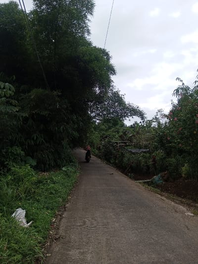 The image depicts a rural or semi-rural paved road within the Hasanparthy mandal, India, under an overcast sky. The single-lane road, composed of concrete or asphalt with a textured surface, recedes into the distance with a slight upward slope and gentle curve to the right.

On the left side of the road, a dense wall of dark green foliage, primarily bamboo, rises tall, partially obscuring overhead utility lines that run parallel to the road. Closer to the foreground, a patch of lighter green grass contains a crumpled piece of white refuse.

On the right side of the road, various green shrubs and trees with visible pink blossoms line the path. Further back, a raised structure with a light-colored railing is discernible amidst the vegetation, possibly a small bridge or elevated platform, with darker ground and disturbed soil visible beneath it. Additional utility lines are faintly visible against the sky on this side.

A single individual, wearing a reddish-colored garment, is operating a dark-colored scooter or motorcycle, traveling away from the camera up the road. The sky is uniformly light grey with cloud cover, indicating diffused lighting conditions.