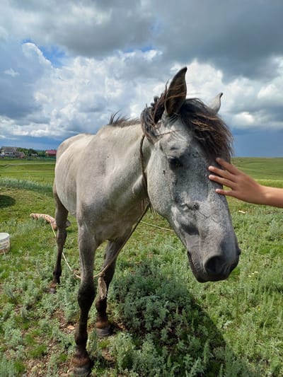 An eye-level, medium shot captures a dappled grey horse in a grassy field under a cloudy sky in Nigamatovo, Russia. The horse, facing right, has its head lowered, with a hand gently resting on its cheek. The horse's mane is dark and windswept, and it wears a rope halter. In the background, a few houses with red roofs and wooden fences are visible, set against a backdrop of rolling green hills. The ground is covered in short green grass and low-lying grey-green plants. To the left of the horse, a white bucket and a section of white rope are visible. The lighting suggests it is daytime, possibly late afternoon.