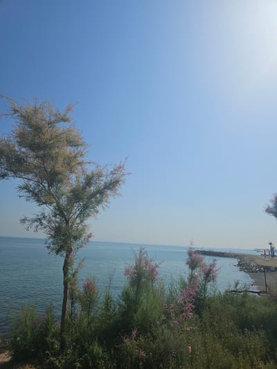 This image depicts a coastal scene in Güzelbahçe, Turkey, under a clear, bright blue sky during daylight hours, with the sun's glare visible in the upper right corner. The foreground features a dense arrangement of green shrubbery and several small trees with slender trunks and fine, feathery foliage displaying hints of pinkish blooms.

In the midground, a calm body of water, likely the Aegean Sea, is visible with subtle ripples across its surface. Extending into the water from the right is a curved, rocky breakwater, behind which a sandy beach area is discernible. On the beach, several white sun loungers and at least two beach umbrellas are arranged.

The background consists of a clear, unclouded blue sky, transitioning to a lighter hue towards the horizon where a faint, distant urban skyline or structures are visible across the water. No human figures or animals are present in the scene.