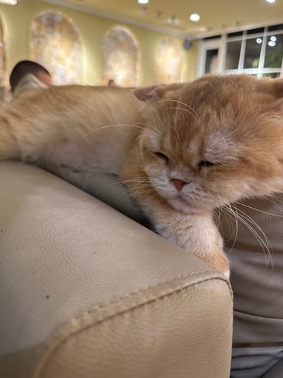 An orange-ginger feline, consistent with an Exotic Shorthair breed, is depicted resting on a light-colored, possibly tan, upholstered sofa or chair within an interior space in Hòa Cường Ward, Vietnam. The cat's eyes are closed, indicating sleep or deep relaxation, with its body extended and one front paw draped over the furniture's edge. The background features a light yellow wall adorned with multiple illuminated arched alcoves. Recessed ceiling lights provide overhead illumination. In the distant background, a large window or glass panel reveals a dark exterior, suggesting nighttime conditions. Blurry, indistinct human figures are faintly visible in the background, both behind the cat and near the arched wall features, but no specific actions or interactions are clearly discernible.