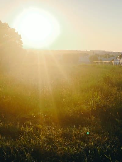 The image depicts a sun-drenched, grassy field with a bright sun in the upper left quadrant, casting strong rays of light across the scene. The foreground is dominated by lush green grass and various plant species, some appearing tall and reedy, catching the golden light. In the middle ground and background, a cluster of buildings, possibly houses with tiled roofs, are visible amidst more vegetation and a few trees. Power lines and poles are also present, suggesting a semi-urban or rural fringe environment. The overall atmosphere is warm and hazy due to the intense sunlight. The specific location in the city of Көлкент, Kazakhstan, cannot be determined solely from the visual information in the image.
