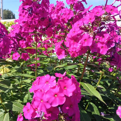 This image depicts a close-up view of bright pink phlox flowers in full bloom, with green foliage in the foreground and background. The flowers are clustered densely on tall stems, with some petals catching the sunlight and appearing almost iridescent. The background shows a blurred image of a blue sky and some indistinct green trees and structures, suggesting an outdoor setting. The scene is likely a garden or park in Kalitino, Russia, given the context provided. There are no people visible in the image, and the focus is entirely on the vibrant flora. The lighting suggests it is daytime, likely during the warmer months when these flowers would be in season.