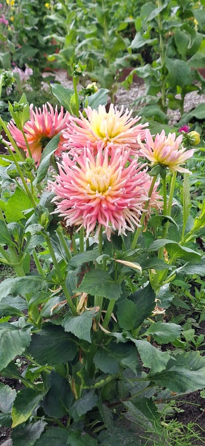 The image shows a close-up view of several dahlias in bloom. The flowers have delicate, spiky petals that transition from a pale yellow or cream center to shades of pink and white at the tips. They are surrounded by lush green foliage and stems. The background is blurred, suggesting a garden setting with more greenery and possibly other flowers. The overall impression is of a vibrant and colorful floral display. The location specified in the prompt, Malda, Estonia, is not visually discernible from the image itself.