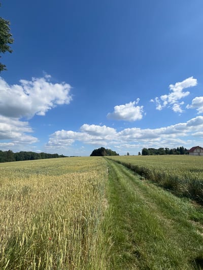 This image depicts a rural landscape in Karniowice, Poland, under a bright blue sky dotted with white, fluffy clouds. The foreground is dominated by a field of ripening wheat, golden-yellow and green, with a narrow dirt path cutting through it. The path is bordered by taller, lush green grass. In the mid-ground, a line of dark green trees forms a dense forest. Further in the distance, on the right side of the frame, a red-roofed building with light-colored walls is visible, partially obscured by trees. The overall impression is one of a serene summer day in the Polish countryside.
