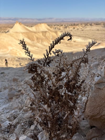 The image depicts an arid desert landscape within the Arava Tichona Regional Council, Israel, under a clear blue sky. In the immediate foreground, a dried-out, brown and light-colored herbaceous plant is prominently featured, rooted in a rocky, light-gray and beige soil matrix. The plant exhibits numerous desiccated flower or seed heads along its stems. To the right of the plant, a weathered, light-brown rock formation is visible. In the midground, a solitary human figure, appearing as a dark silhouette, walks or stands on a light-colored dirt path or slope. Beyond the figure, the terrain consists of extensive, undulating desert hills and eroded badlands, primarily light beige and tan in coloration, suggesting sandstone or limestone formations. The background reveals a vast, hazy desert expanse extending to distant mountains under a brightly illuminated sky, indicating either early morning or late afternoon light.