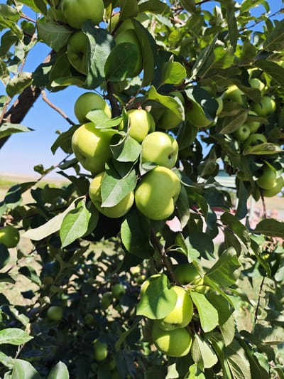 The image shows a close-up view of a tree branch laden with green apples. The apples are of various sizes and ripeness, with some appearing lighter green and others a deeper shade. They are clustered together, hanging from the branches amidst lush green leaves. Sunlight filters through the leaves, creating dappled shadows on the fruit and foliage. The background is a blurred landscape of open fields under a clear blue sky. The scene is captured on a sunny day, suggesting an outdoor setting in an orchard or a natural environment. There are no people or animals visible in the image. The overall impression is one of abundance and natural beauty, with the focus squarely on the ripening fruit.
